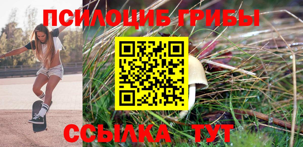 Галлюциногенные грибы Psilocybe Карабулак